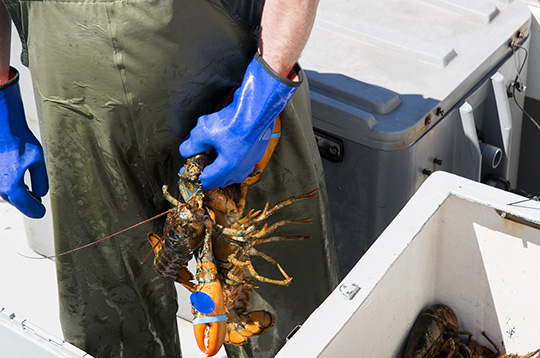 Un pêcheur se tient près d’un casier à homard avec une prise à la main 